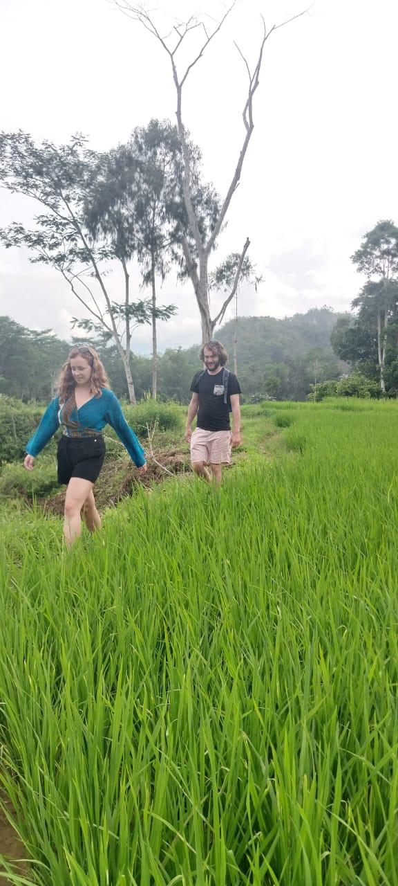 Pengunjung berjalan di pematang sawah.