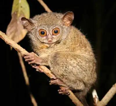 Tarsius bertengger pada dahan pohon.