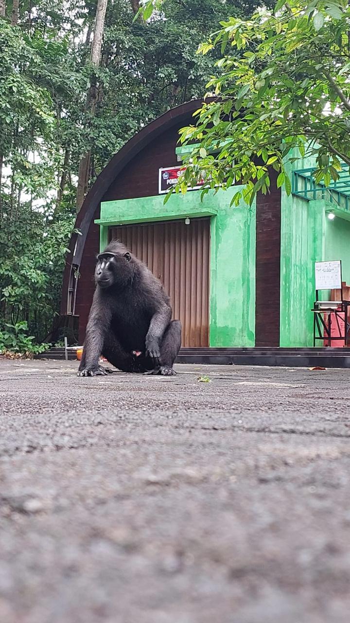 Monyet berbulu gelap di dekat bangunan.