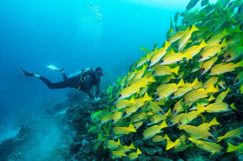 Penyelam berada di dekat kawanan ikan.
