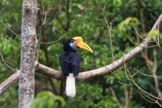 Burung rangkong bertengger pada cabang pohon.
